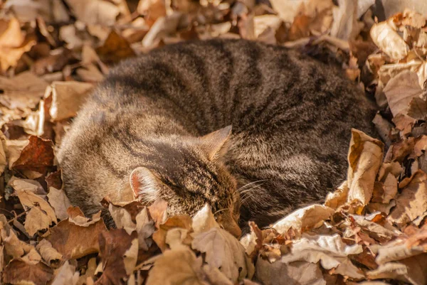 Gato Sem Teto Está Uma Pilha Folhas Caídas — Fotografia de Stock