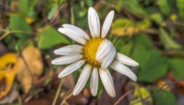 Kavisli yapraklı papatya çayının yakın çekimi.