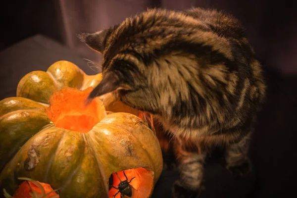 Maine Coon Γάτα Παίζει Κολοκύθα Για Απόκριες — Φωτογραφία Αρχείου