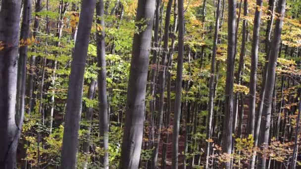 Bosque Montaña Haya Otoño — Vídeos de Stock