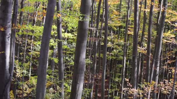Φθινόπωρο Δάσος Οξιάς Βουνό — Αρχείο Βίντεο