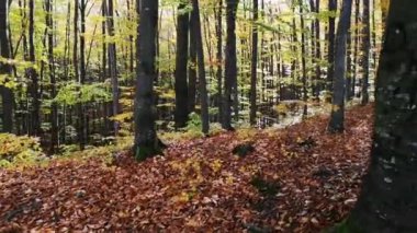 Sonbahar kayın ağacı ormanında