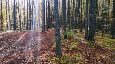 Sonbahar kayın ağacı ormanında
