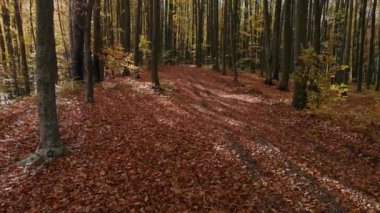 Sonbahar kayın ağacı ormanında