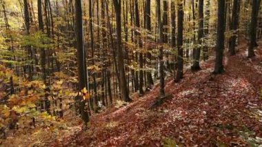 Sonbahar kayın ağacı ormanında