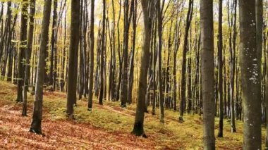 Sonbahar kayın ağacı ormanında