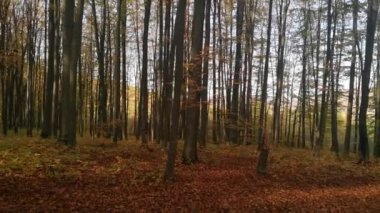 Sonbahar kayın ağacı ormanında