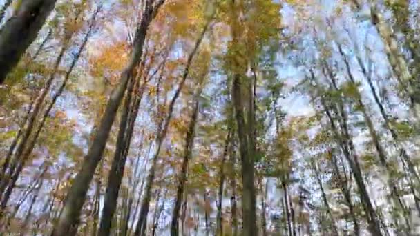 Sonbahar Kayın Ağacı Ormanında — Stok video