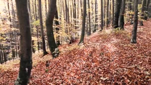 Sonbahar Kayın Ağacı Ormanında — Stok video