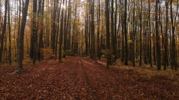 Jesiennym Lesie Bukowym — Wideo stockowe