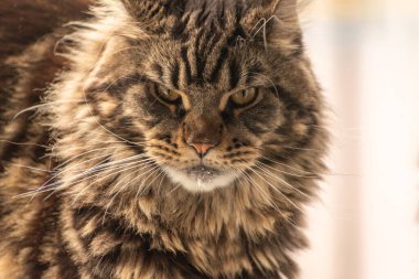 Bir Maine Rakunu 'nun portresi mermer rengi 