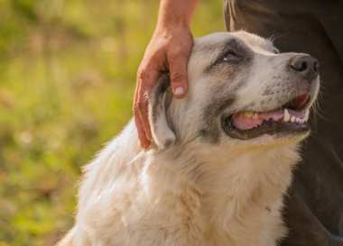 Erkek el, çoban köpeğinin ağzını okşuyor.