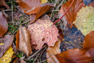 Ormandaki düşen yapraklara yağmur damlaları