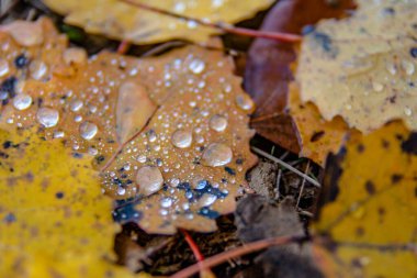Ormandaki düşen yapraklara yağmur damlaları