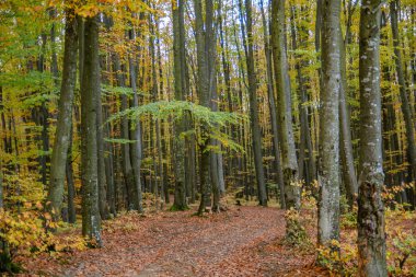 Sonbahar kayın ağacı ormanında