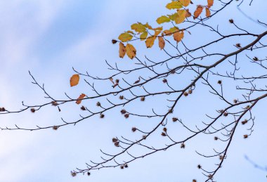 Avrupa kayın ağacının tepesinde bulutlu mavi gökyüzü