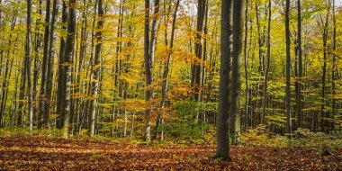 Sonbahar kayın ağacı ormanında