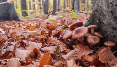 Ballı mantarlı bir kayın ormanında sonbahar manzarası