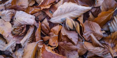 Kayın ağacının altındaki yapraklardan ve meyvelerden oluşan bir halı.