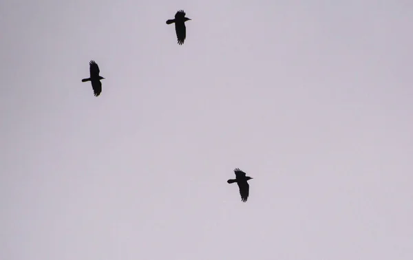 Κοράκια Πετούν Στον Ουρανό Βράδυ — Φωτογραφία Αρχείου