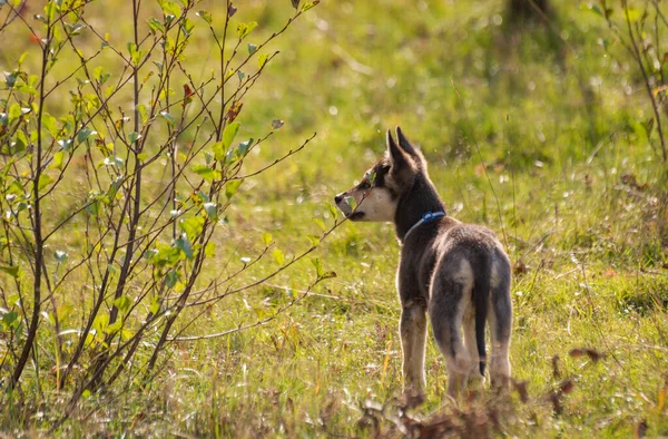 Ritratto Cucciolo Cane Servizio Natura — Foto Stock