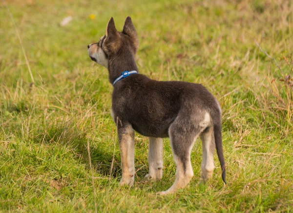 Portret Van Een Diensthond Puppy Natuur — Stockfoto