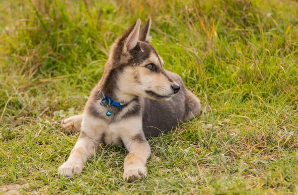 Porträtt Servicehund Valp Naturen — Stockfoto