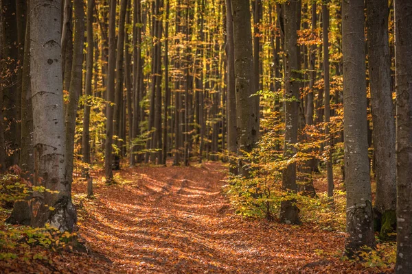 Jesiennym Lesie Bukowym — Zdjęcie stockowe