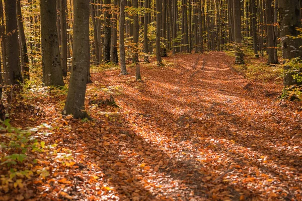Jesiennym Lesie Bukowym — Zdjęcie stockowe