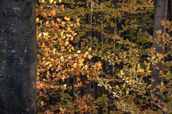 Hösten Bokfjällsskog — Stockfoto
