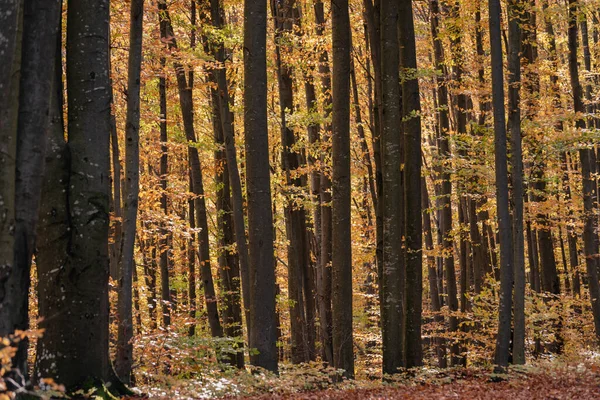 秋のブナの森で — ストック写真