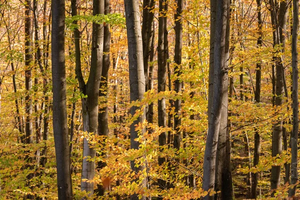 Dans Forêt Montagne Hêtre Automne — Photo