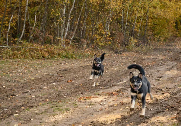 Pair Young Dogs Frolic Nature — Stock Photo, Image
