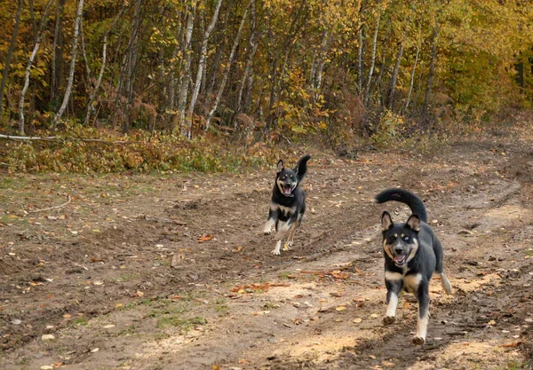 Par Perros Jóvenes Jugueteando Naturaleza — Foto de Stock