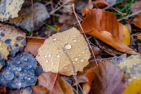 Gotas Lluvia Sobre Hojas Caídas Bosque — Foto de Stock
