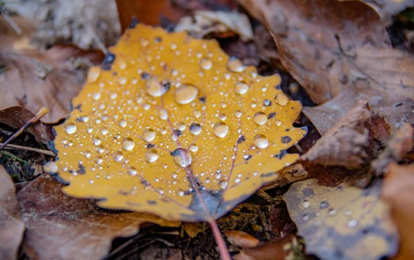 Krople Deszczu Opadłych Liściach Lesie — Zdjęcie stockowe