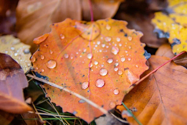 森林里落叶上的雨滴 — 图库照片