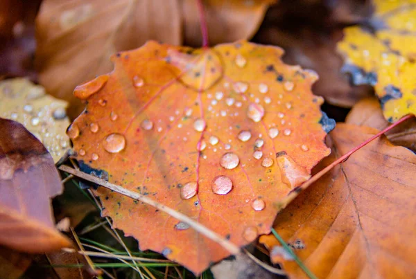 Gotas Lluvia Sobre Hojas Caídas Bosque —  Fotos de Stock