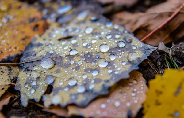 떨어지는 빗방울 — 스톡 사진