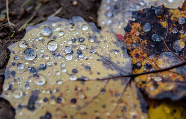 Gocce Pioggia Sulle Foglie Cadute Nella Foresta — Foto Stock