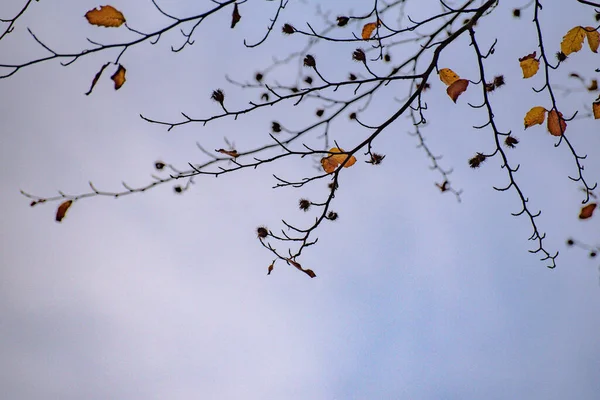 Blauwe Lucht Met Wolken Door Kroon Van Europese Beuken — Stockfoto