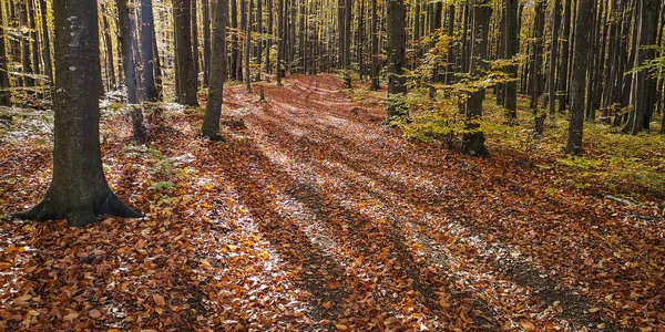 Dans Forêt Montagne Hêtre Automne — Photo