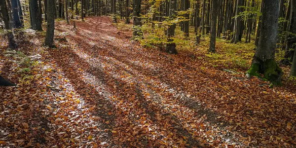Осеннем Буковом Лесу — стоковое фото