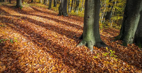 Podzimním Bukovém Lese — Stock fotografie