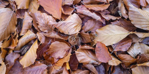 Tapete Folhas Caídas Frutos Sob Uma Faia — Fotografia de Stock