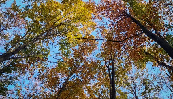 Восени Буковий Гірський Ліс — стокове фото