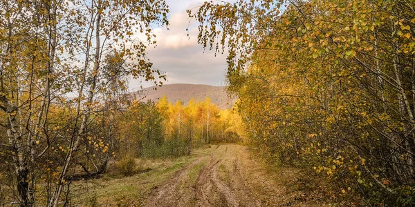 Осінній Краєвид Карпатського Гірського Лісу — стокове фото
