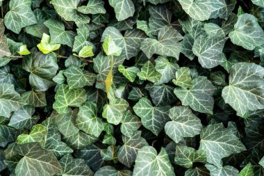 Evergreen sarmaşık bitkisi koyu arkaplanı kapatır. Kalp şeklinde yaprakları olan botanik, zarif duvar kağıtları.