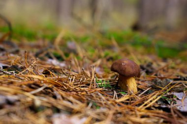 Orta Avrupa ormanlarında sık sık bulunan küçük Imleria badia mantarı kuru yaprakların ve çam yapraklarının yanında yetişir..