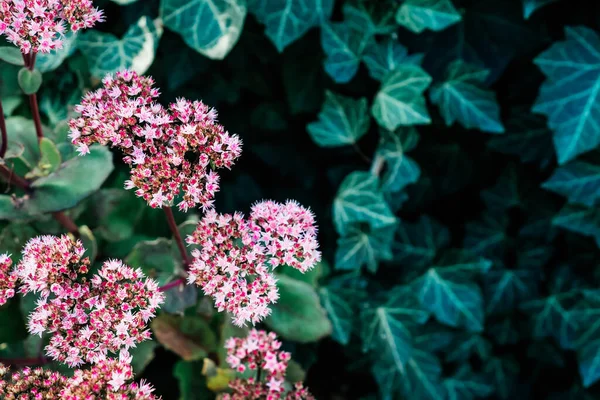Fondo Botánico Con Flores Sedum Rosa Hojas Hiedra Oscura Hermoso — Foto de Stock